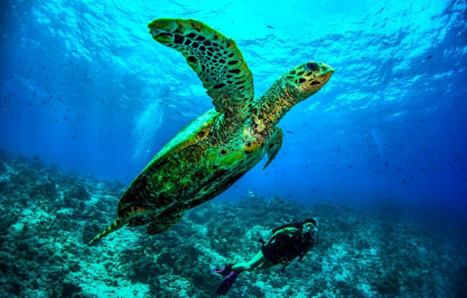Dusit Thani Maldives – Mudhdhoo Island, Baa Atoll