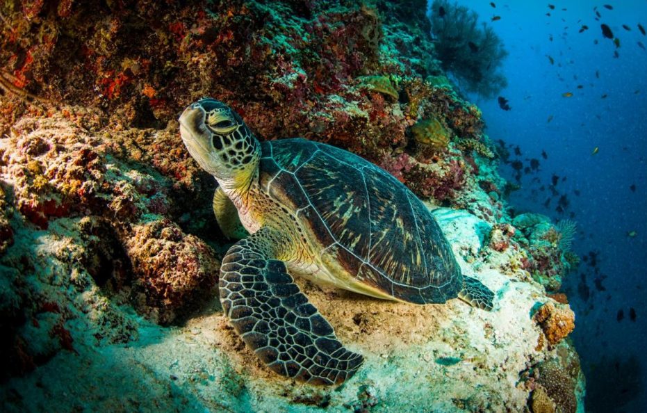 Dusit Thani Maldives – Mudhdhoo Island, Baa Atoll