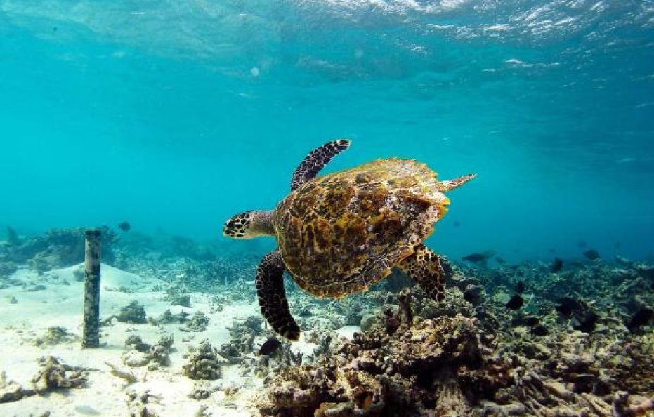 W Maldives