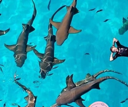 Swim with Sharks — Full Day